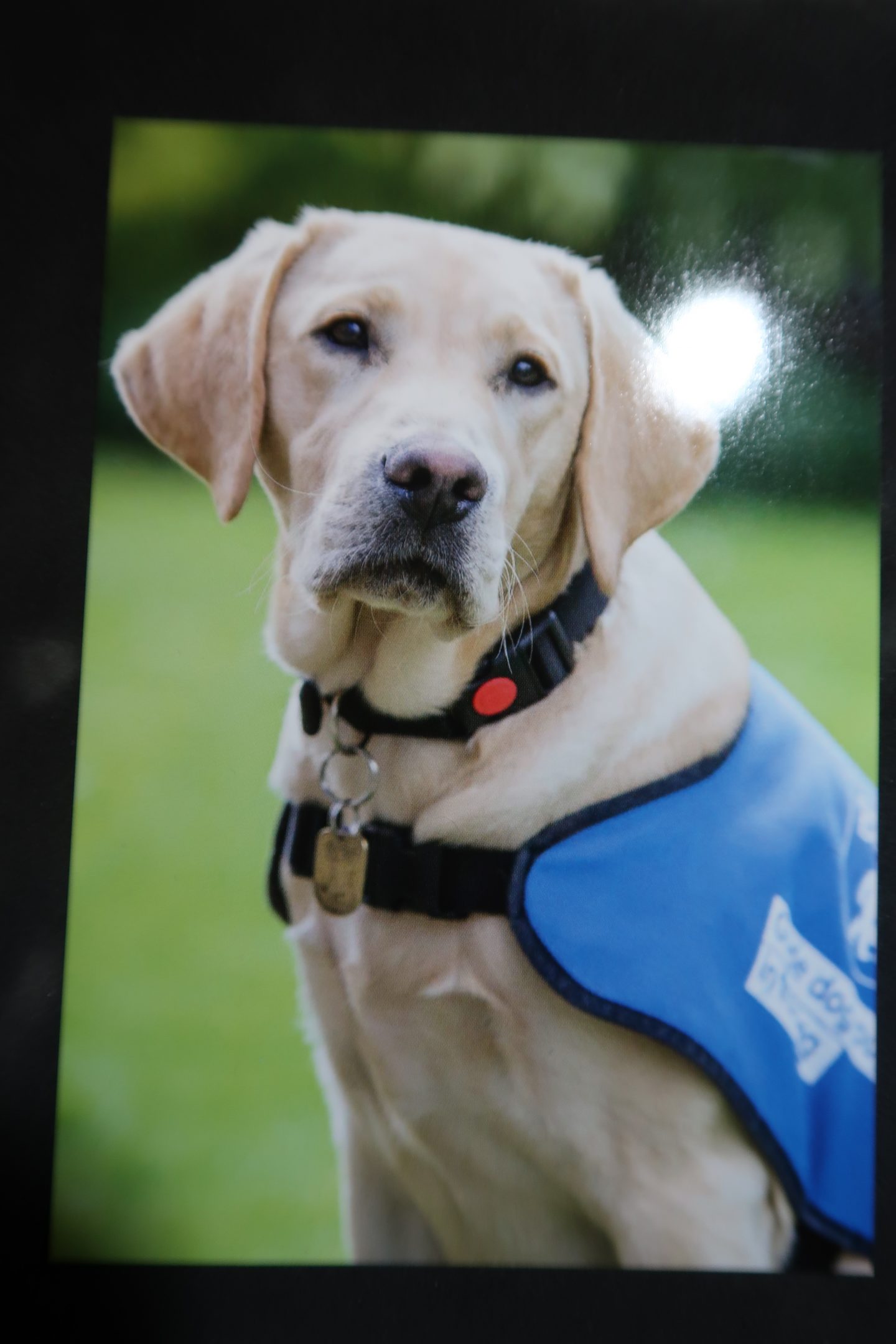 A photo of a 'sponsor a guide dog' leaflet which has a photo of a guide dog in training called Charlie, he is wearing his trainee jacket