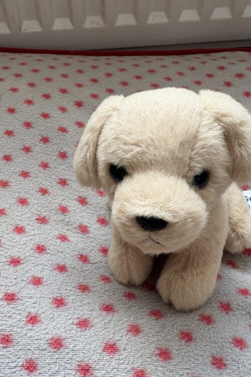 A small soft toy puppy with light beige fur sat on a grey dog bed with red dots. The puppy is sitting upright with its front paws close together and its back legs tucked under. It has floppy ears, round black eyes, and a small black nose and mouth stitched in a neutral expression. A fabric tag is attached near the back with text that reads “Guide Dogs.”