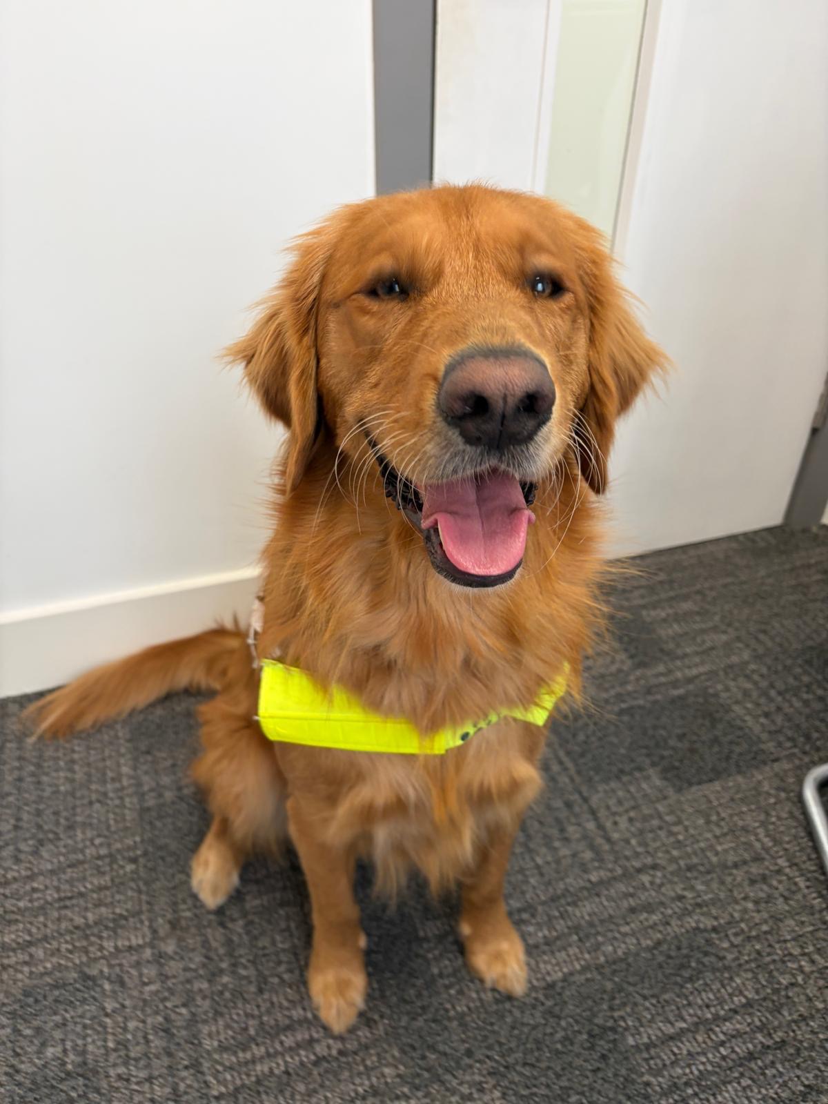 Jukey, a golden retriever sat on a carpet with his eyes slightly closed, wearing his guide dog harness. His mouth is slightly open and his tongue is hanging out, giving a happy expression.