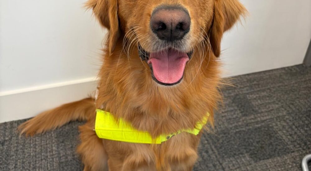 The part of guide dog training no one talks about: When it doesn’t work out