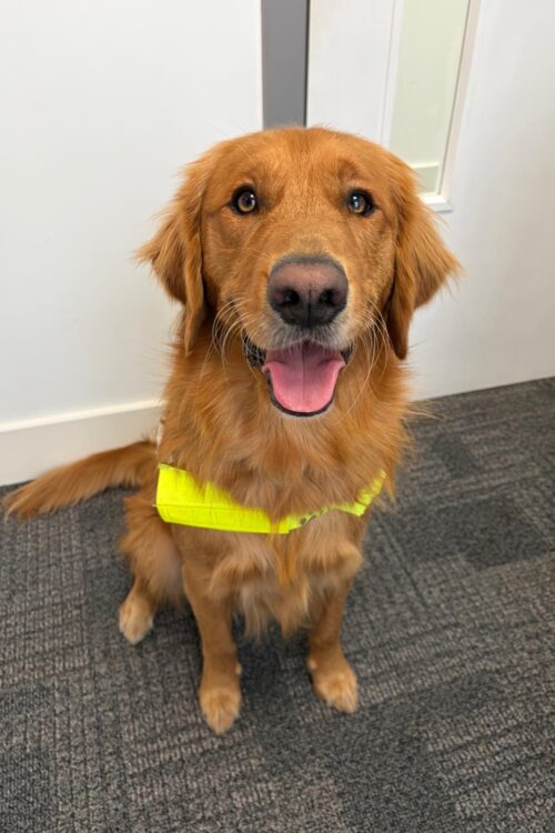 Jukey, a golden retriever sat looking towards the camera, wearing his guide dog harness. His mouth is open, and his tongue is hanging out.