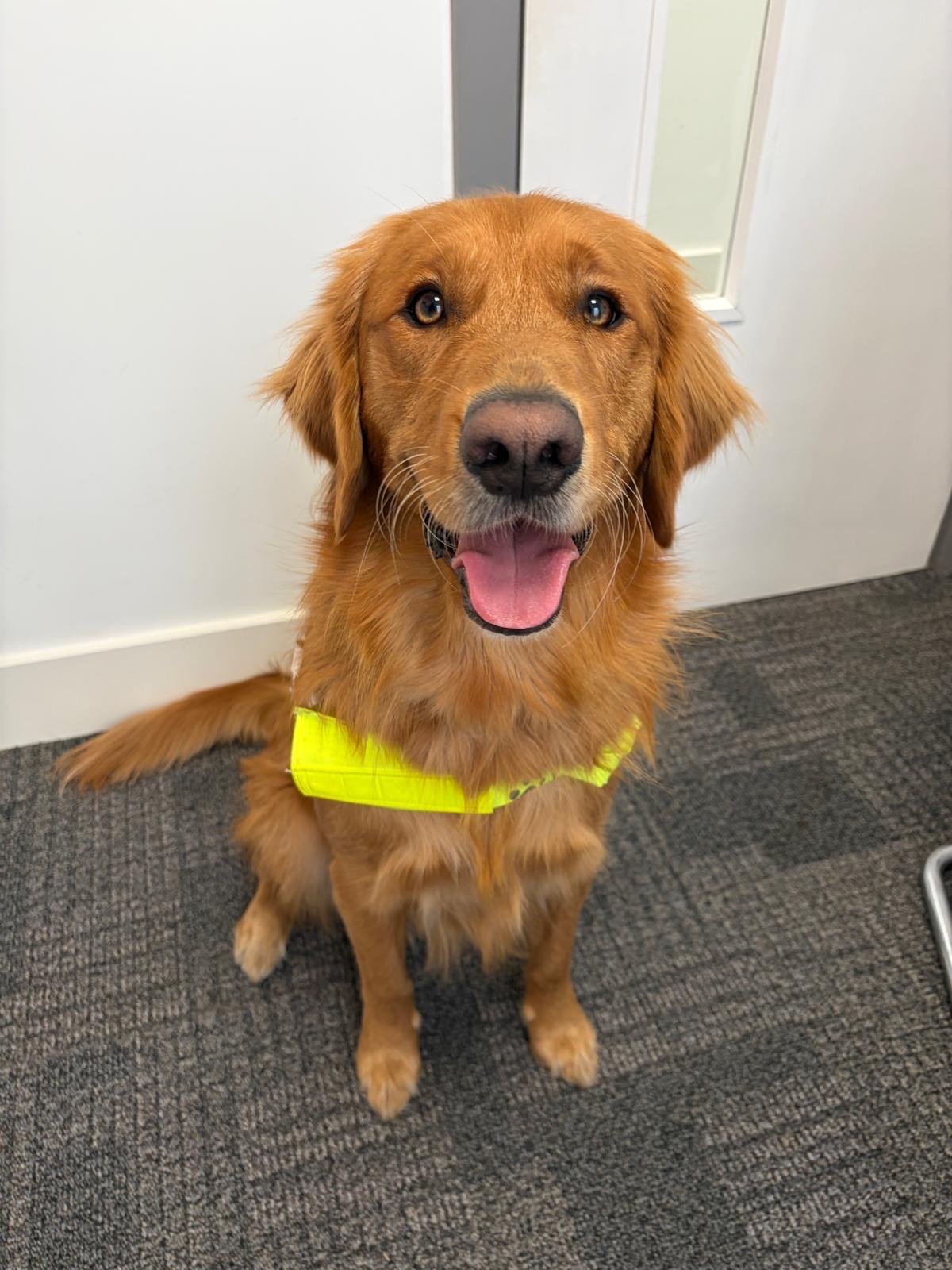 Jukey, a golden retriever sat looking towards the camera, wearing his guide dog harness. His mouth is open, and his tongue is hanging out.